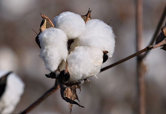 Vad är bomull? Ett naturmaterial från bomullsbusken Vad är bomull? Ett naturmaterial från bomullsbusken